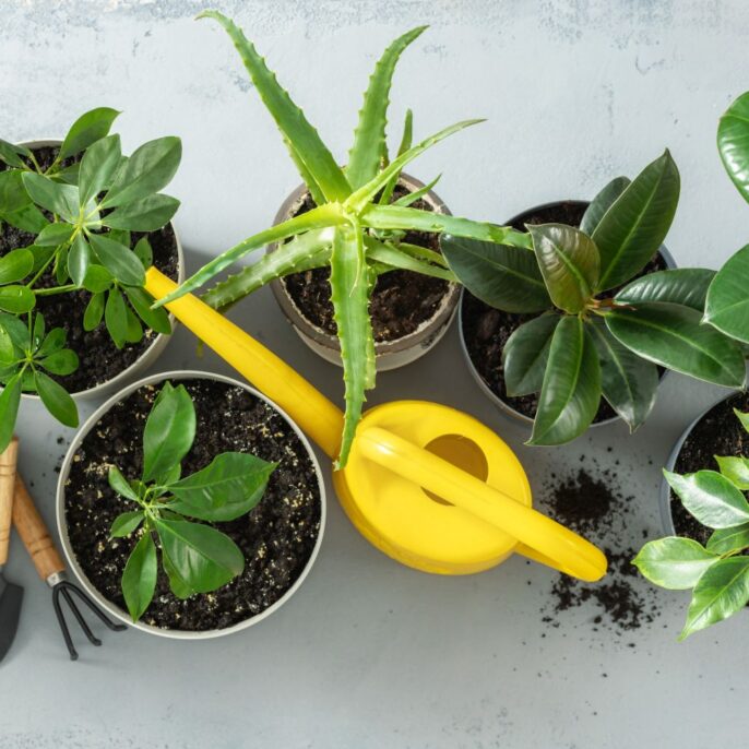 Zimmerpflanzen gießen: Wie oft & wie viel sollte man wässern?