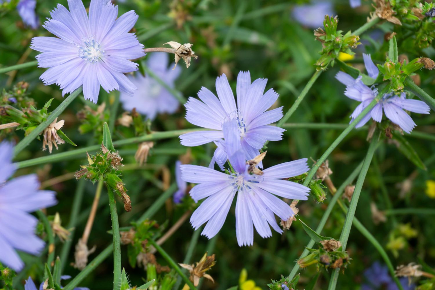 Цикорий обыкновенный применение. Цикорий обыкновенный Cichorium intybus. Cichorium hindiba. Cichorium spinosum. Цикорий обыкновенный корень.