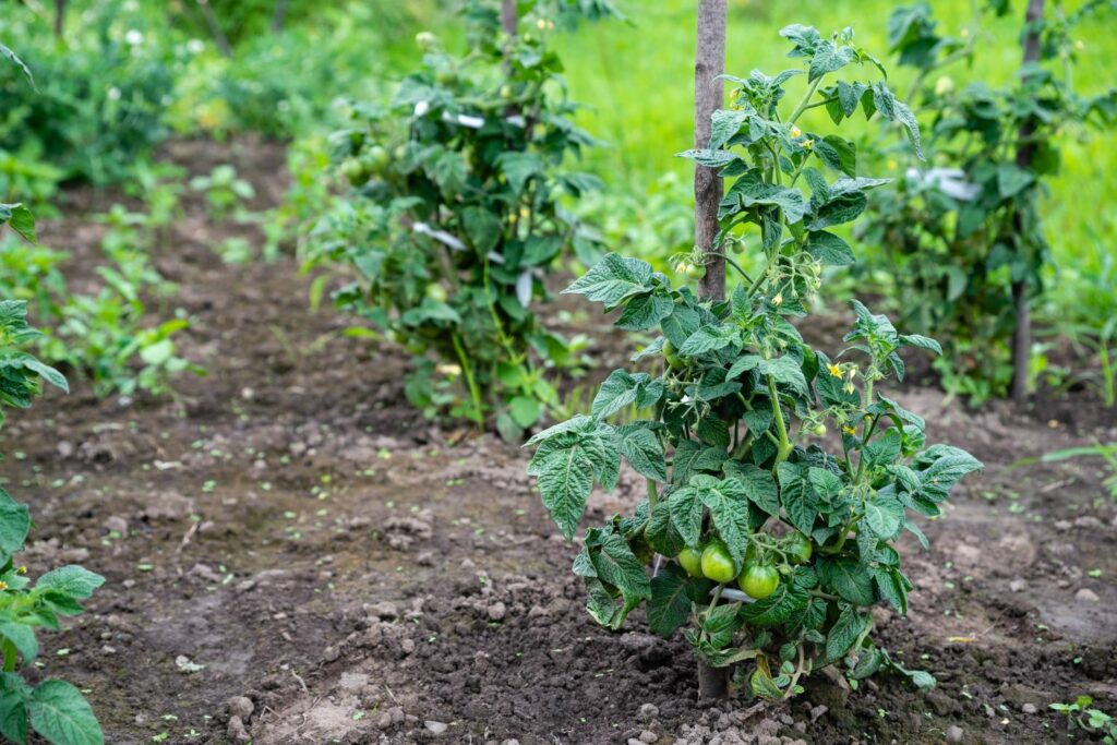 Kleine Tomatenpflanzen stützen