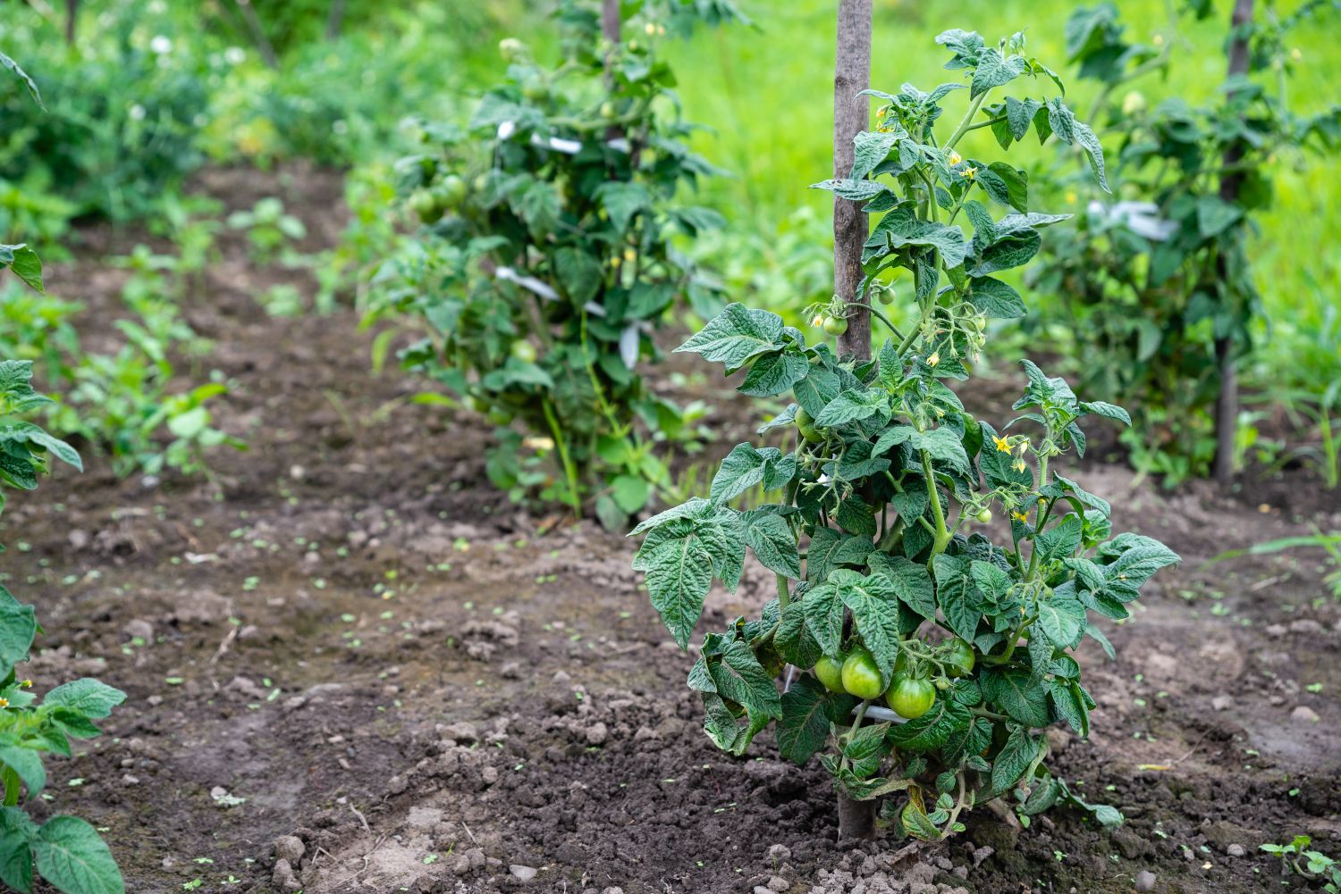 48+ Wann Tomaten Rausstellen, Bei welcher temperatur können tomaten