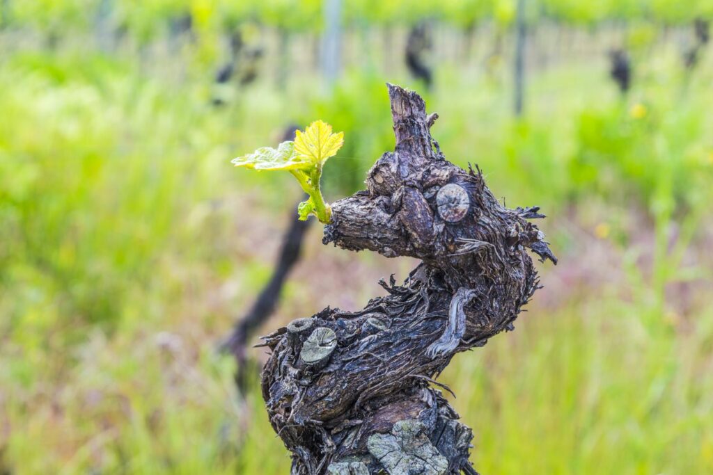 radikal zurückgeschnittener Weinstock