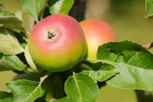 Kronprinz-Rudolf-Apfel: Blütezeit, Pflege & Verwendung