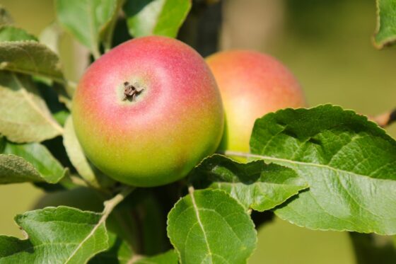 Kronprinz-Rudolf-Apfel: Blütezeit, Pflege & Verwendung