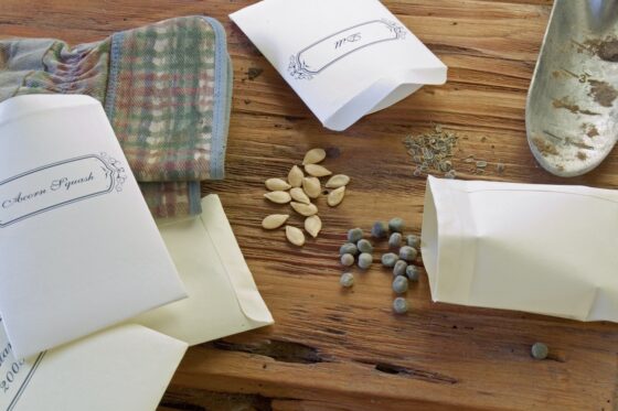 Aussaatkalender: Wann wird was ausgesät?