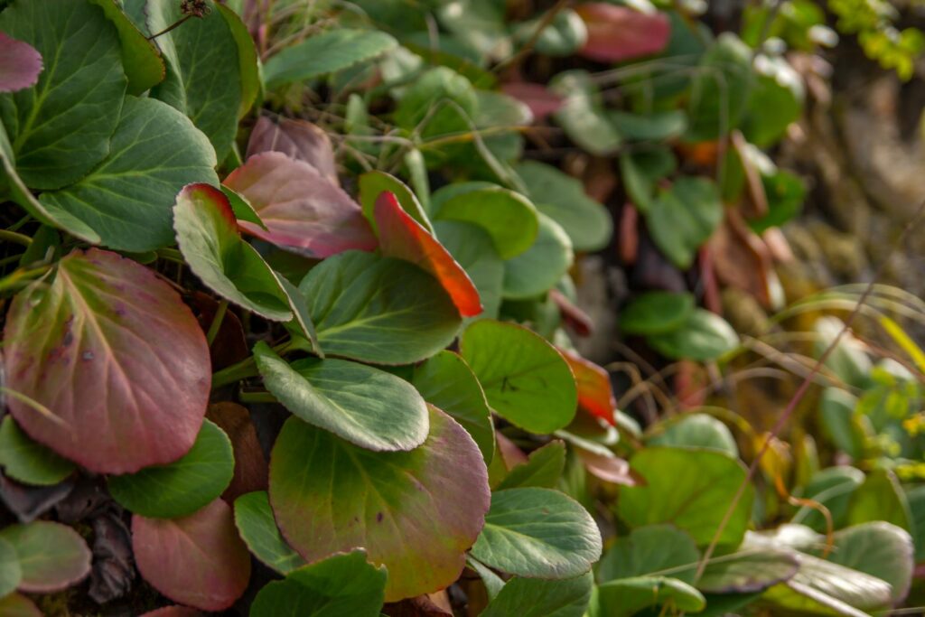 Bergenie ohne Blüten