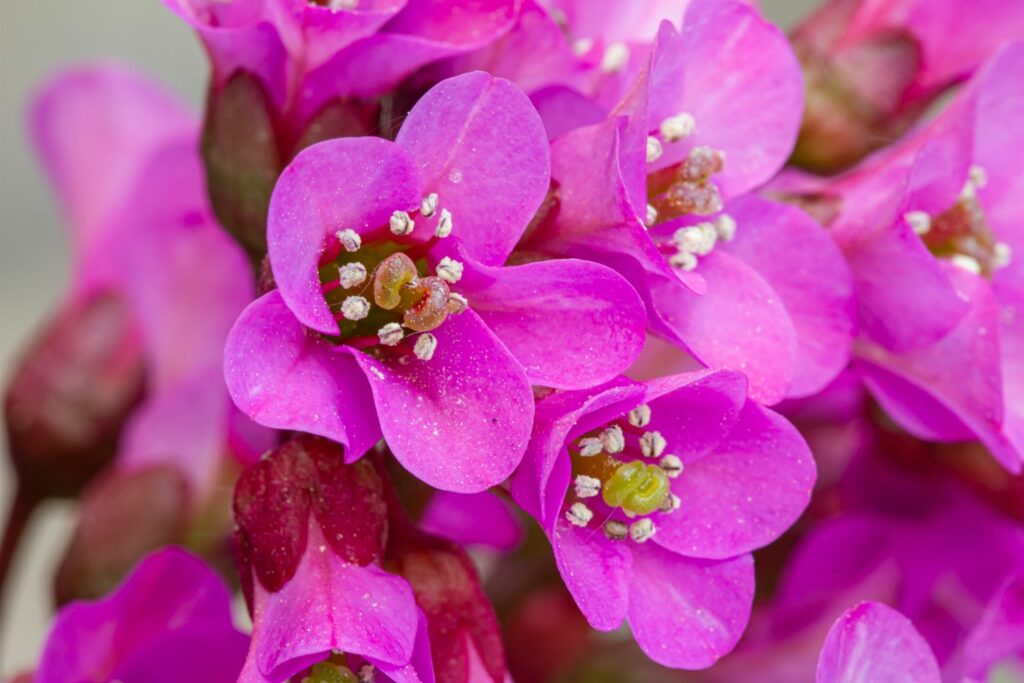 Bergenienblüte