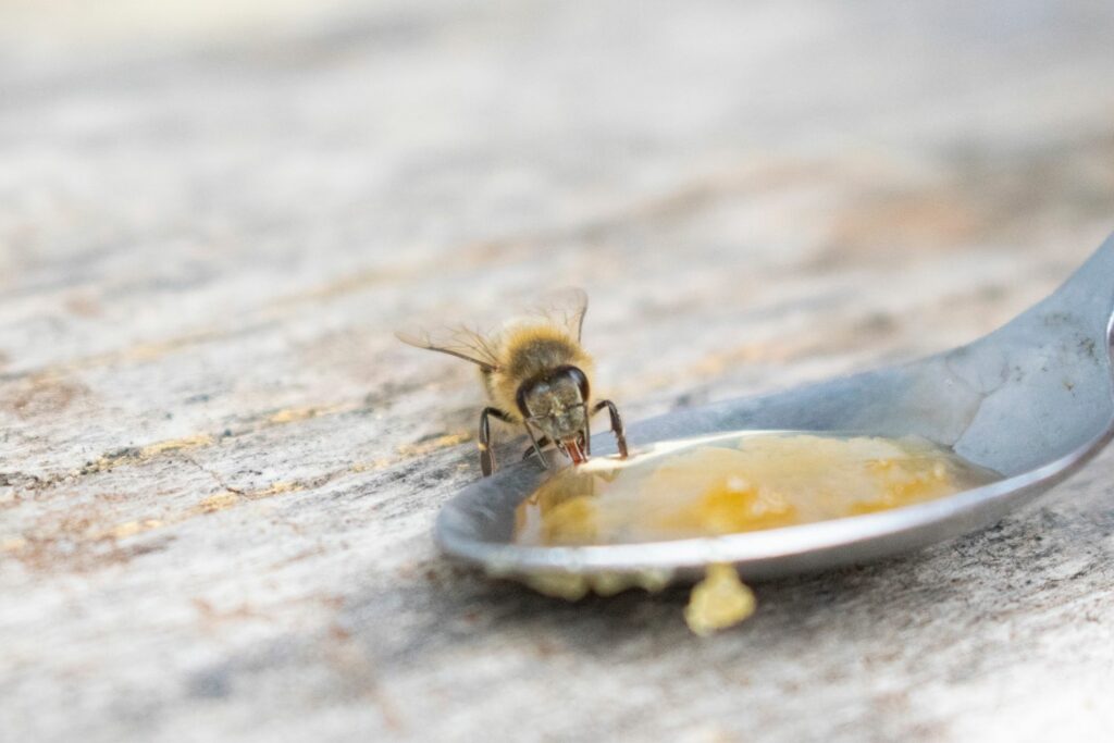 Biene trinkt Zuckerwasser