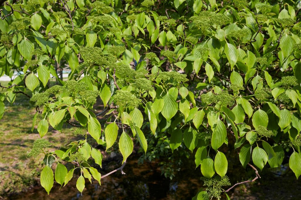 Wechselblättriger Hartriegel