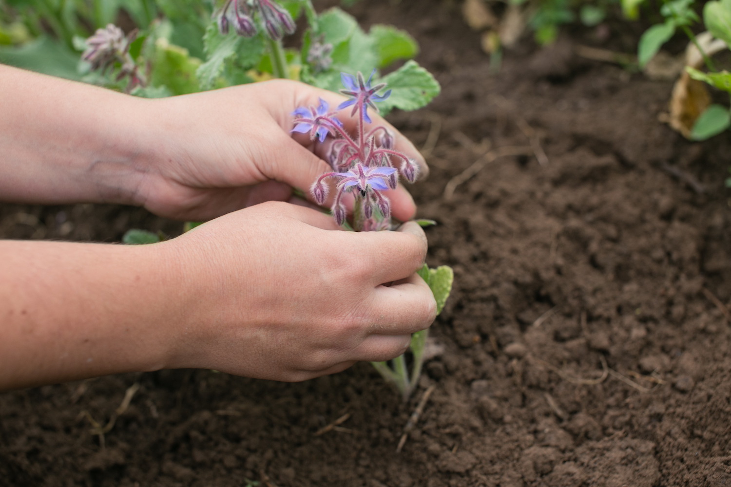 Borretsch anpflanzen: Aussaat, Standort & Co.