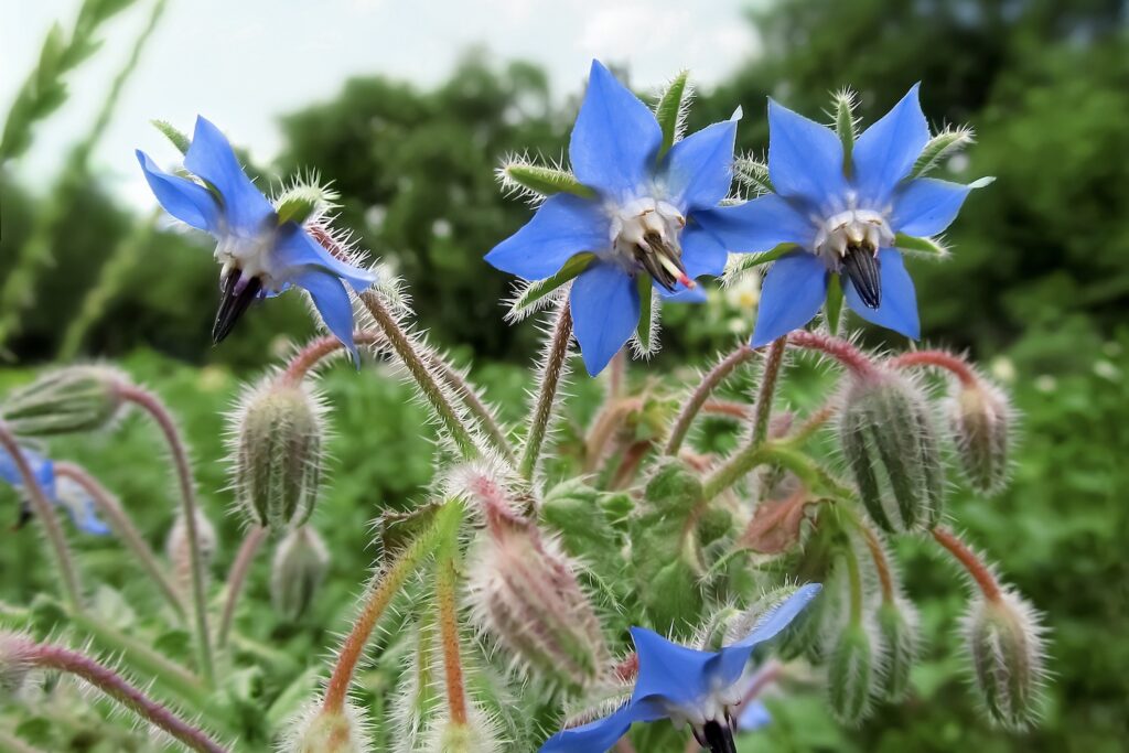 Blüten des Borretsch