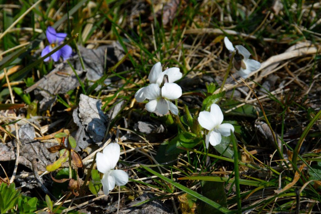 Duftveilchen 'Alba' mit weißen Blüten