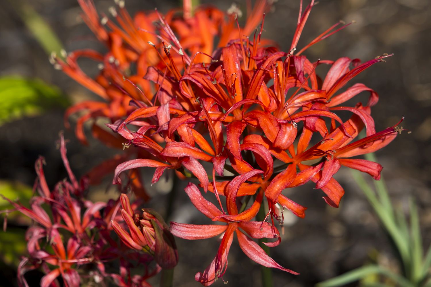 Nerine Alles rund um die Zierpflanze Plantura