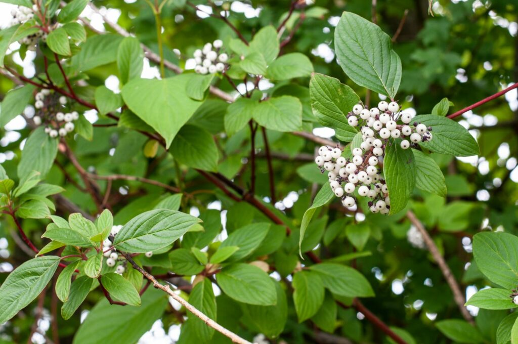 Cornus sericea mit weißen Beeren