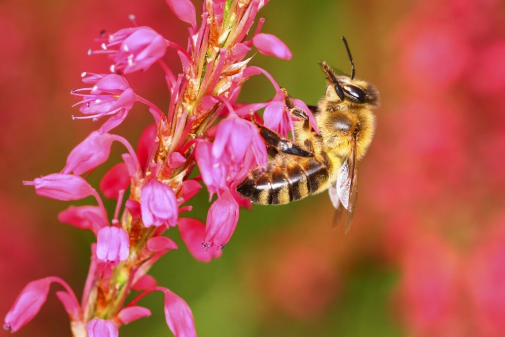 Biene auf Kerzenknöterich-Blüte