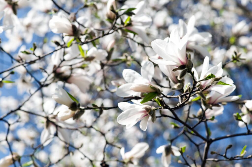 Blüten der Baum-Magnolie