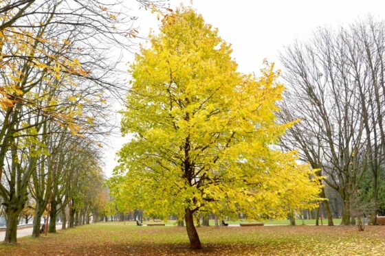 Klimabäume: Erklärung & Liste für den Garten