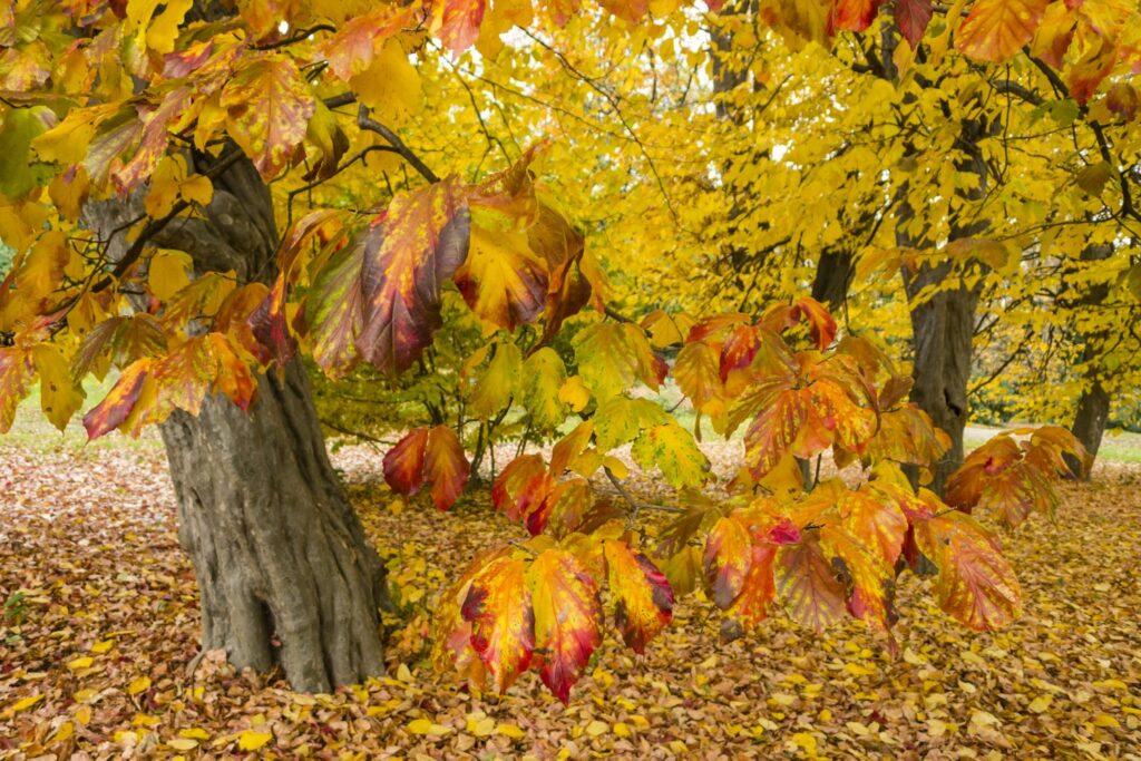 Eisenholzbaum im Herbst