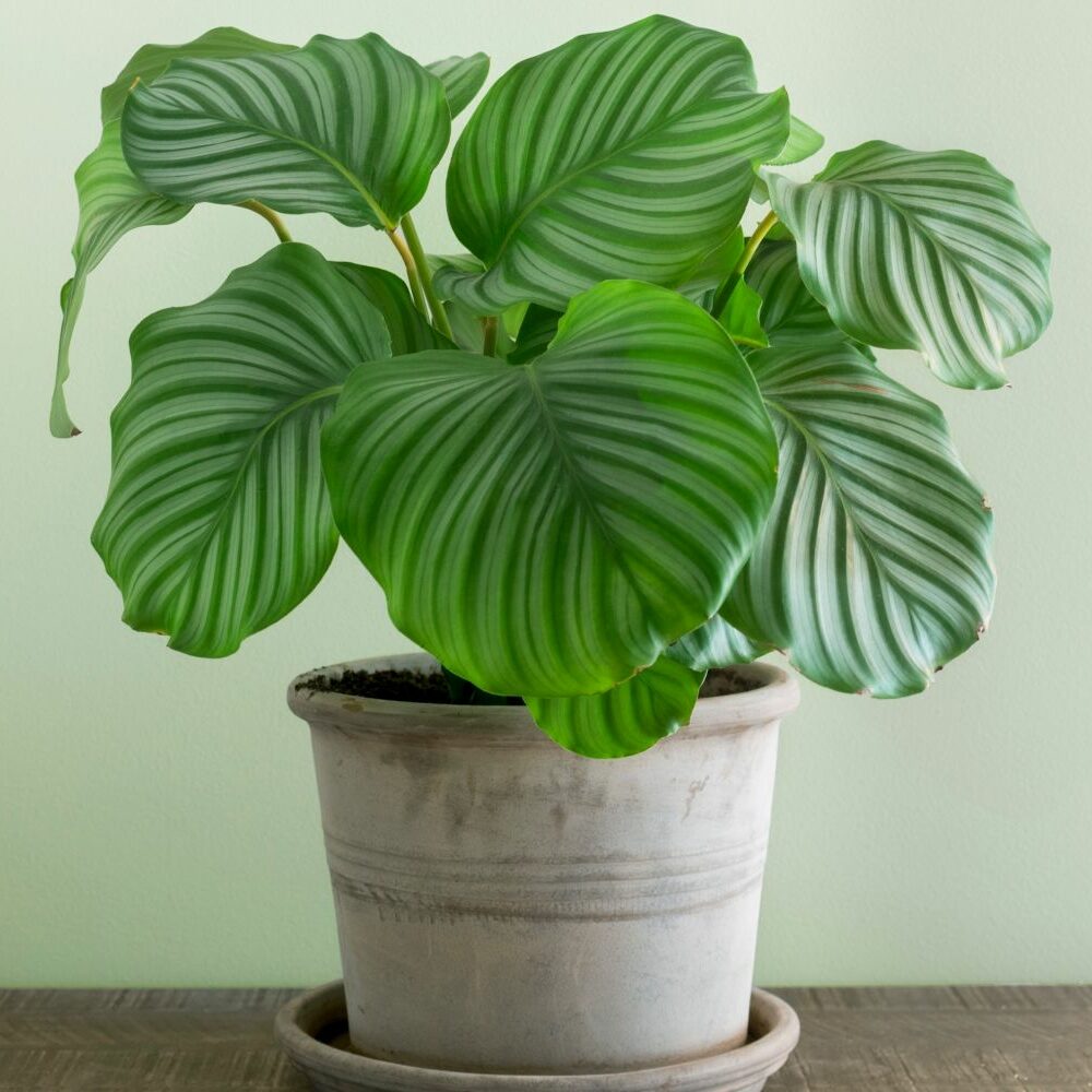 Calathea orbifolia: Pflege, Standort & Vermehrung - Plantura