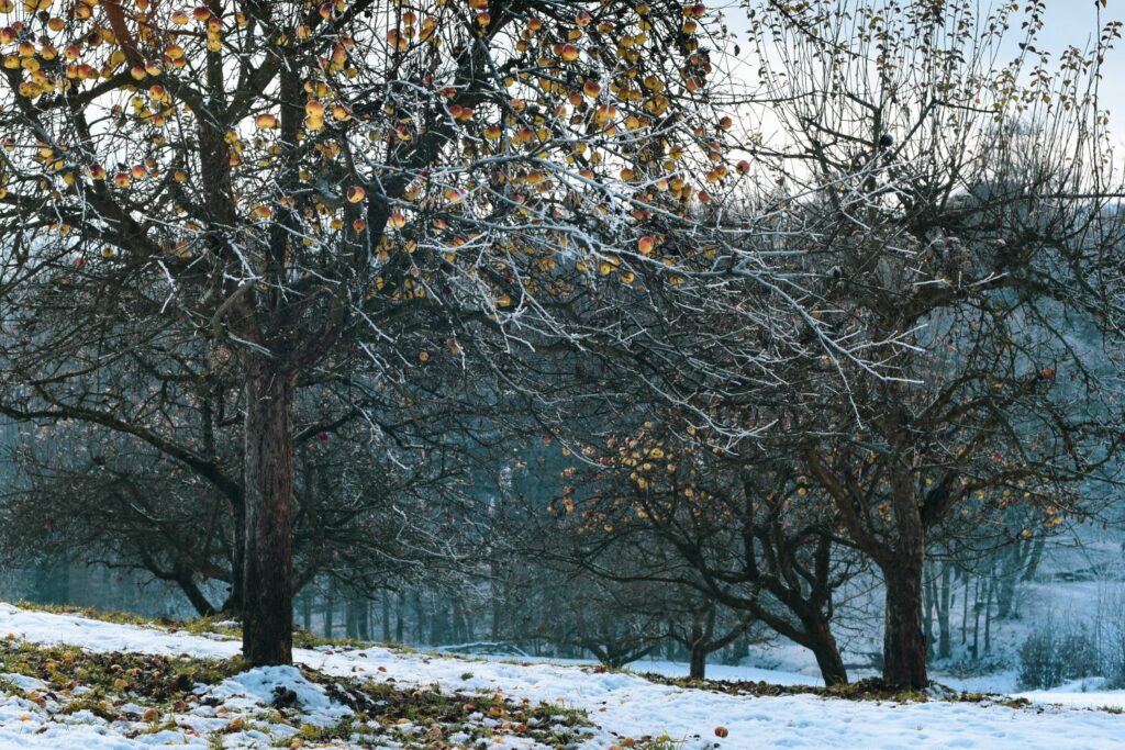 'Kronprinz Rudolf'-Apfelbaum im Winter
