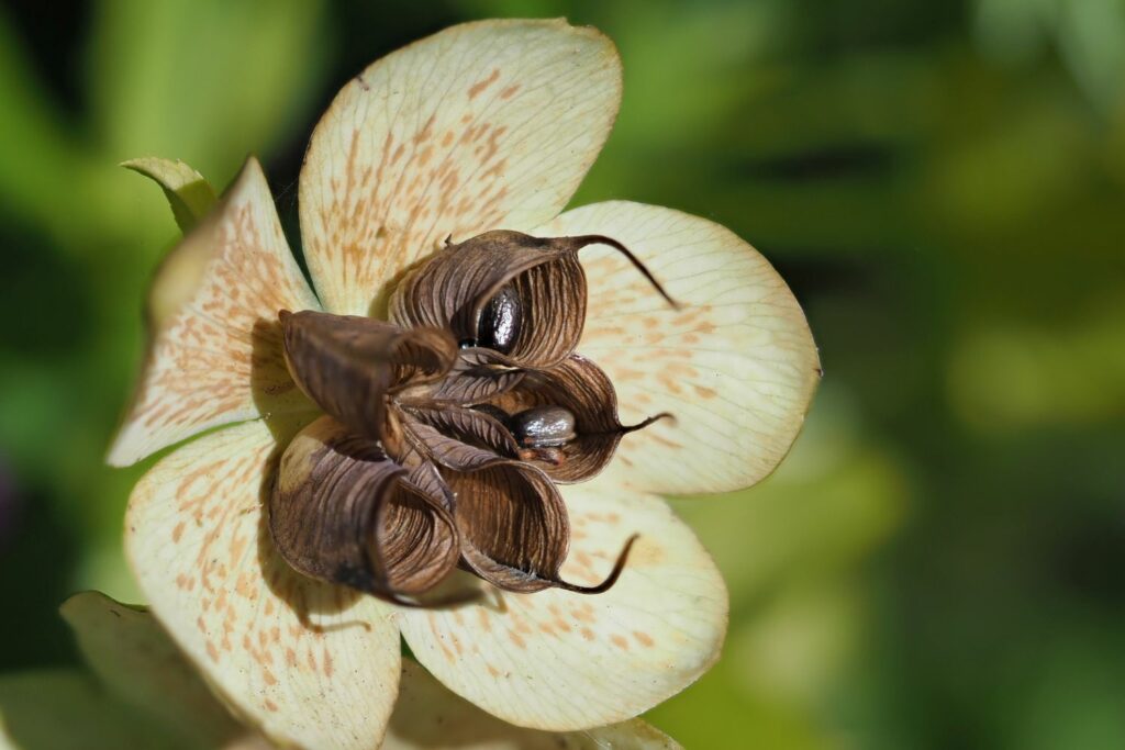Lenzrosen-Samen in der Blüte