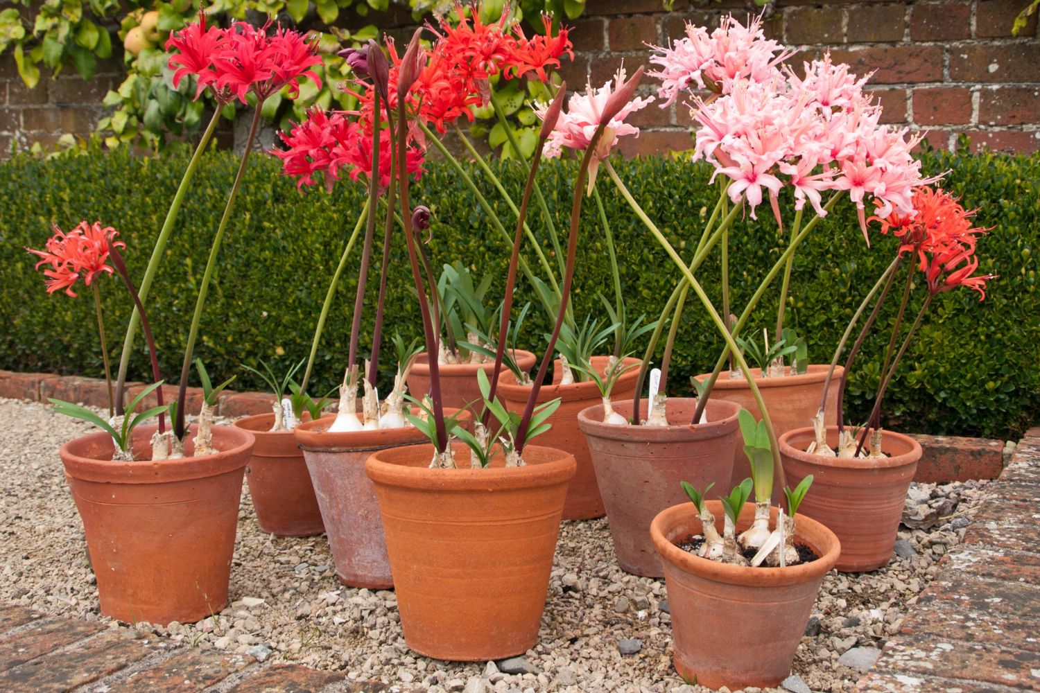 Nerine Pflanzen Pflegen berwintern Plantura nerine-pflanzen-pflegen-berwintern-plantura