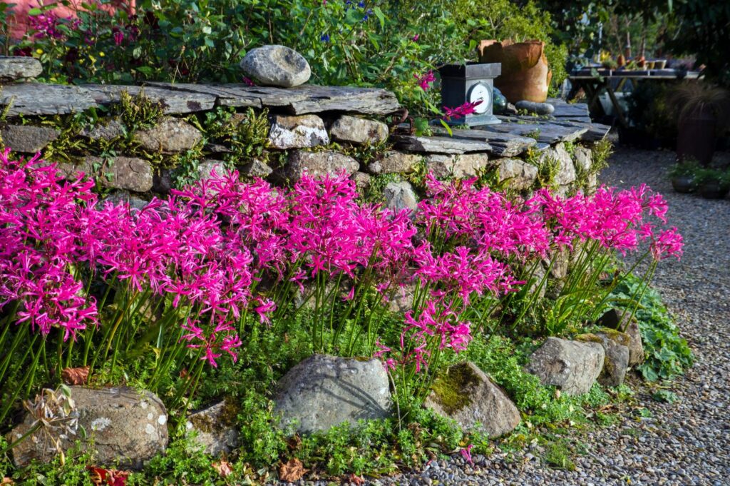 Nerine im Beet