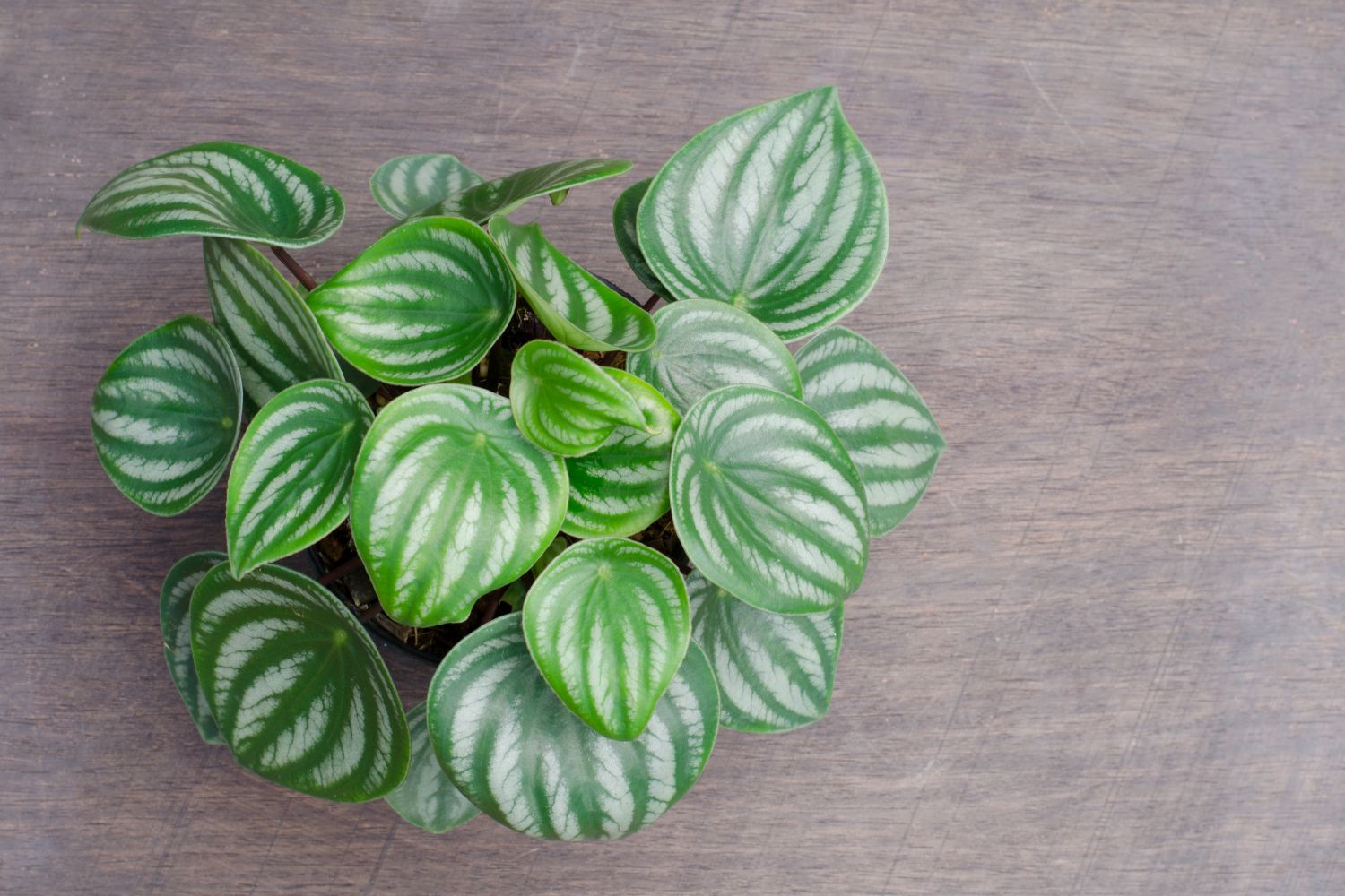 Peperomia: Pflege, Pflanzen & Vermehren von Zwergpfeffer