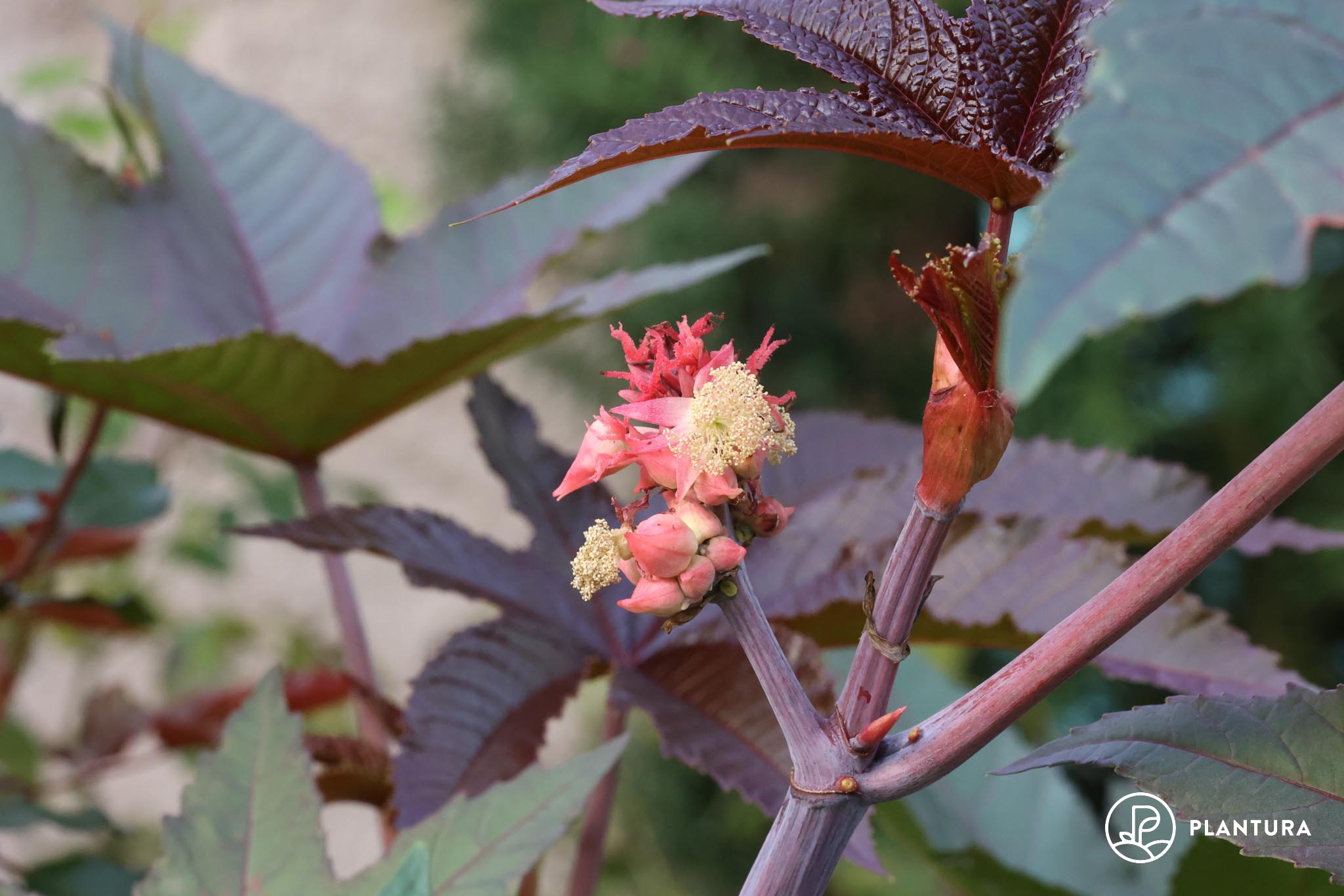 Einhäusige, zweihäusige & zwittrige Pflanzen: Erklärung und Beispiele