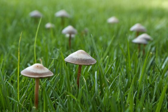 Pilze im Rasen: Ursachen, häufige Arten & Gegenmaßnahmen