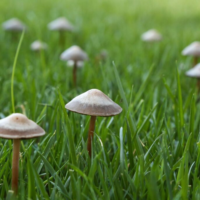 Pilze im Rasen: Ursachen, häufige Arten & Gegenmaßnahmen