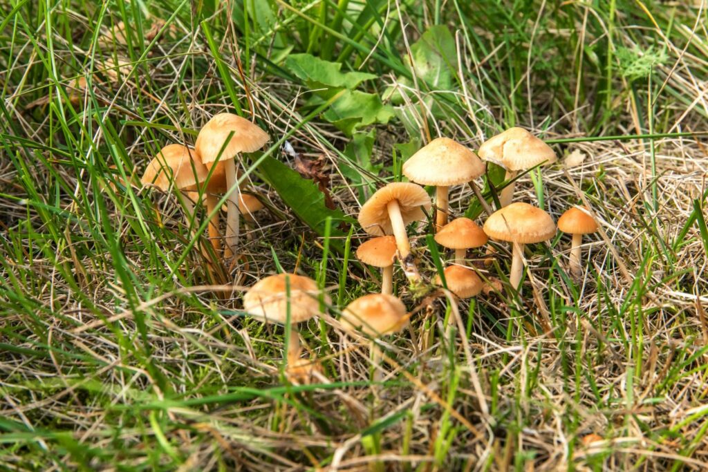 Kleine braune Pilze im Rasen