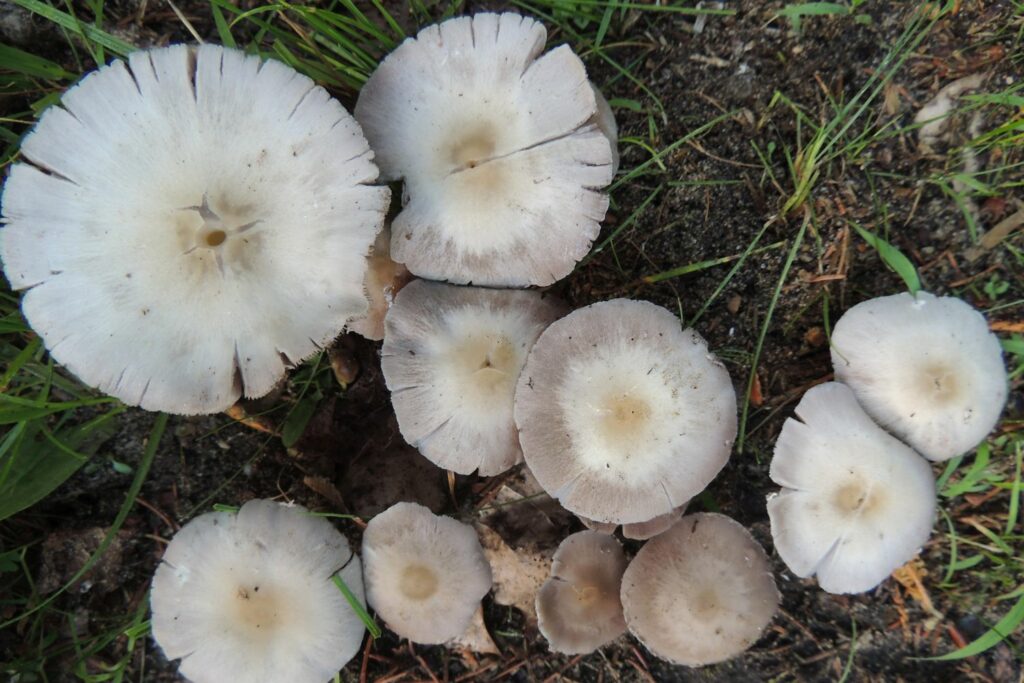 Weiße Pilze im Rasen