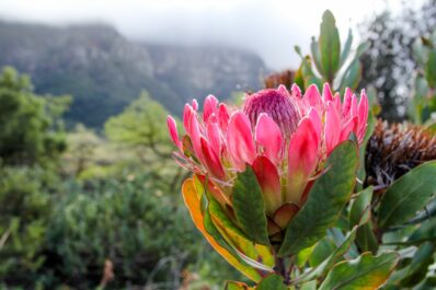 Protea: Arten, Pflege & Haltung im Blumenstrauß