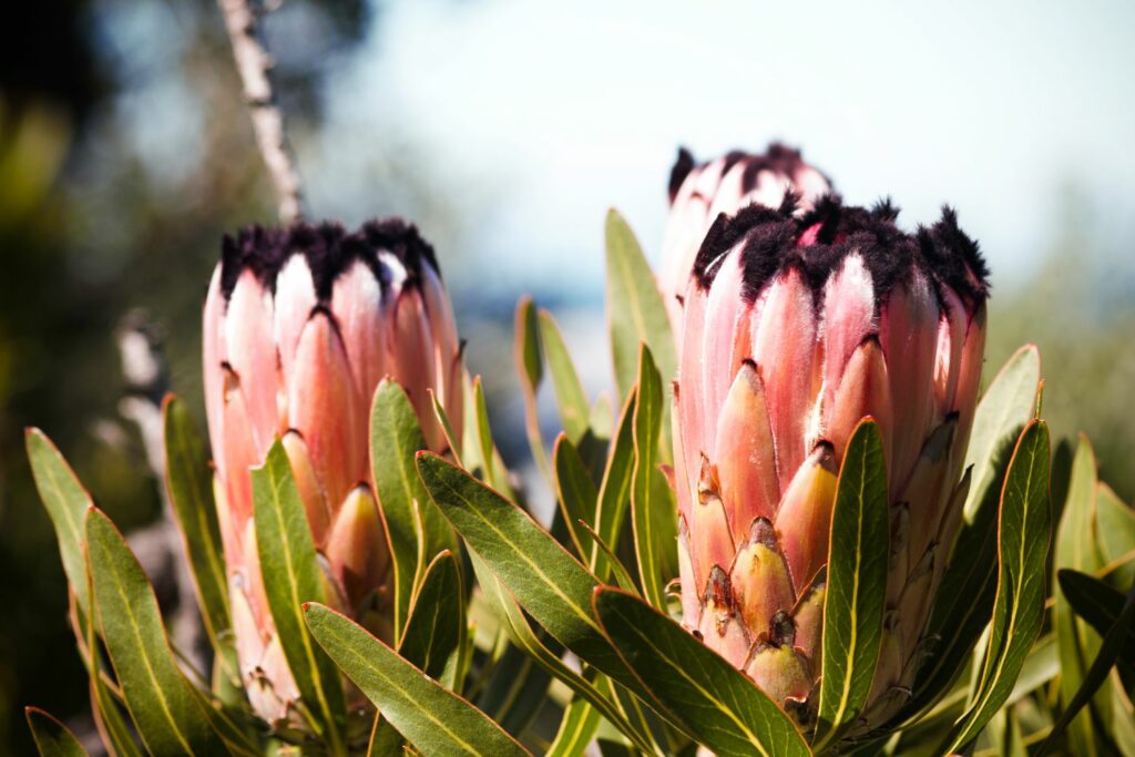 Oleanderblättrige Protea