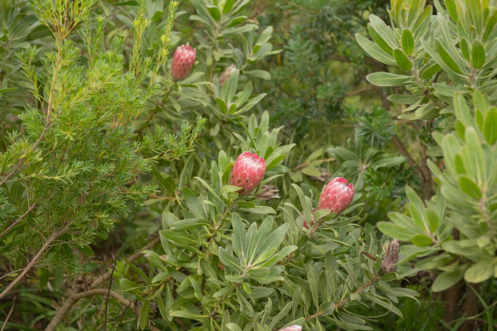 Protea in der Natur