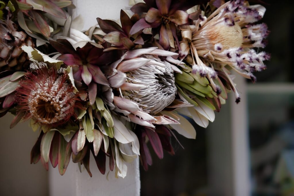 Protea-Trockenblume