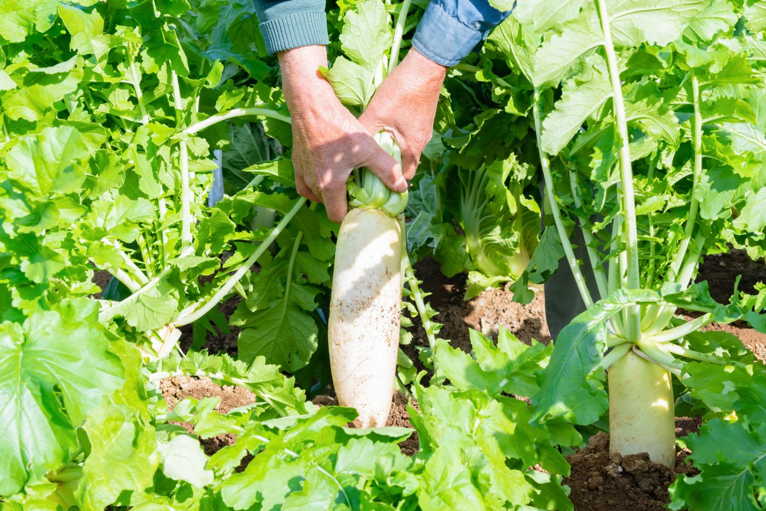 Rettich ernten, lagern & zubereiten