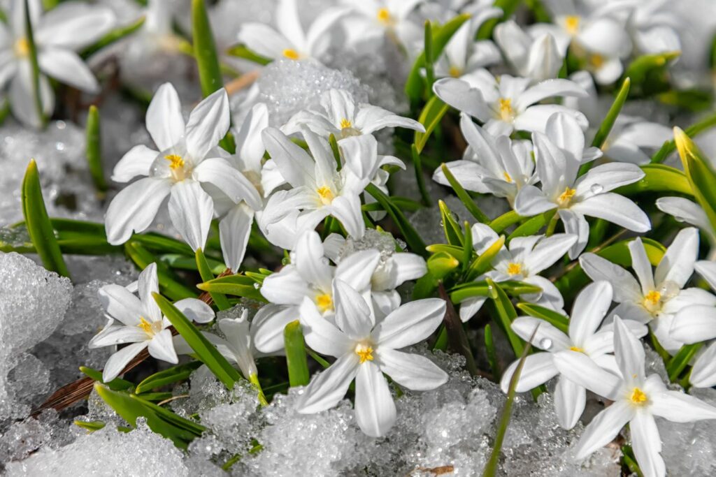 Weiße Sternhyazinthe 'Alba'