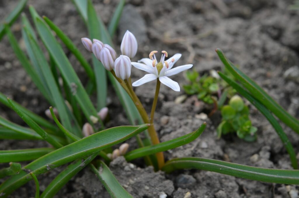 Scilla bifolia Rosea