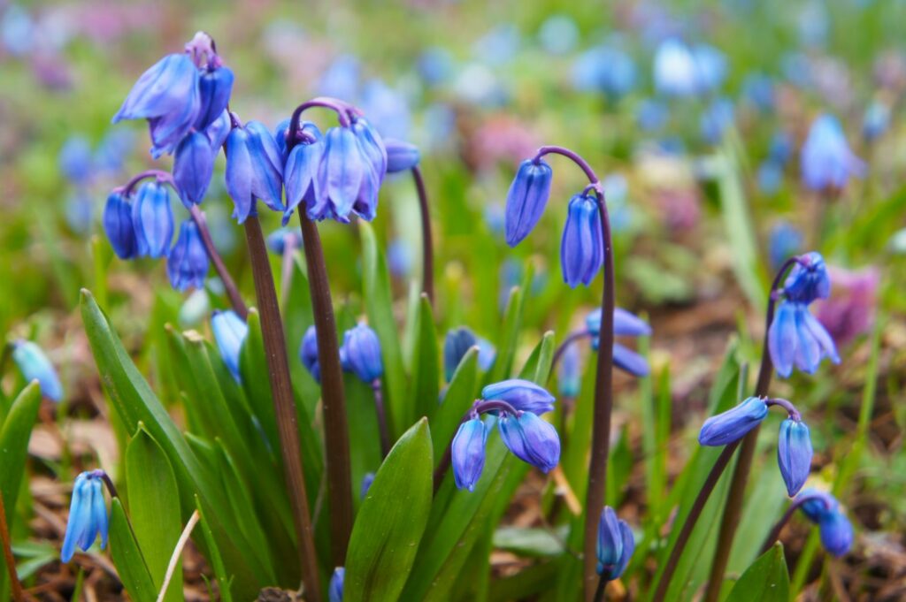 Sibirischer Blaustern