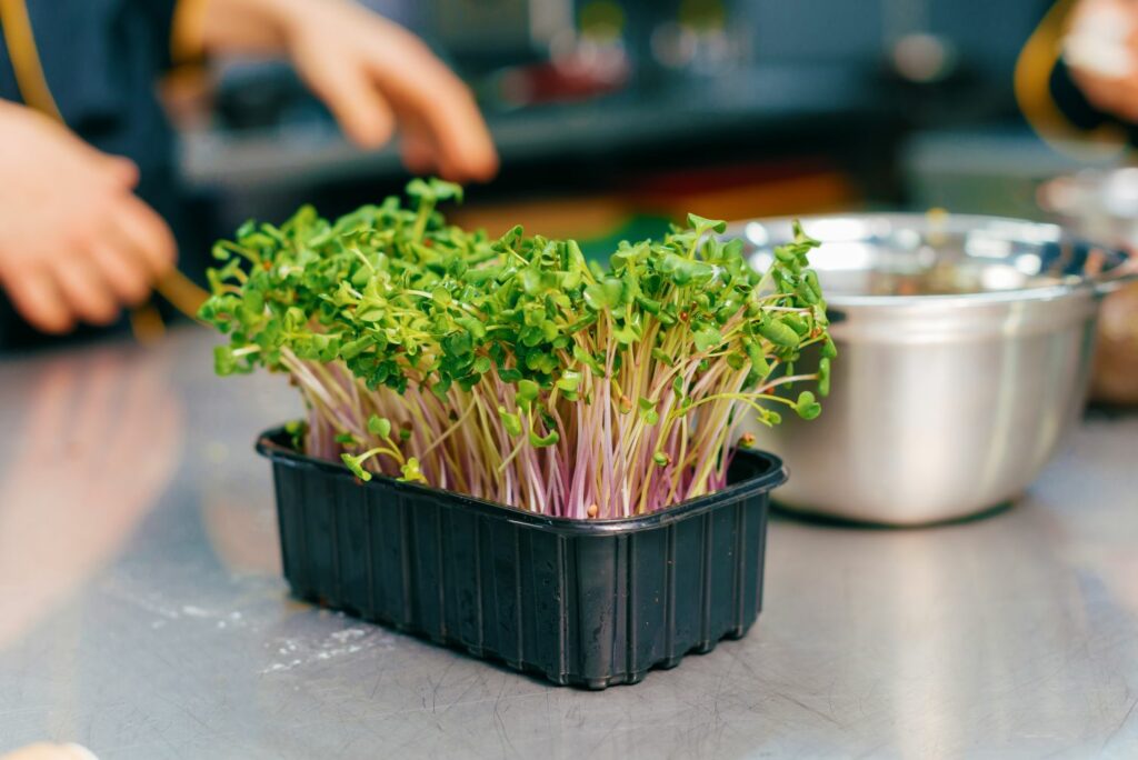 Microgreens