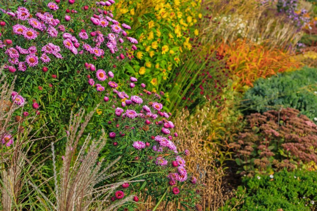 Im Herbst blühende Stauden