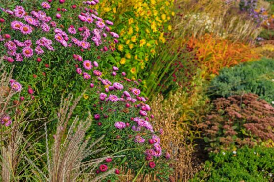 Herbststauden: Die schönsten für Garten & Balkon
