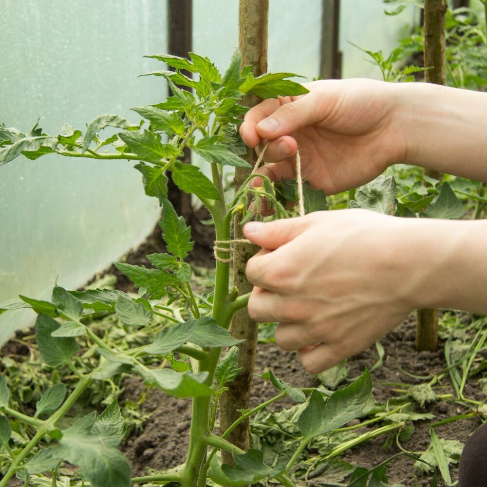 Tomaten anbinden: Rankhilfen & Tipps - Plantura