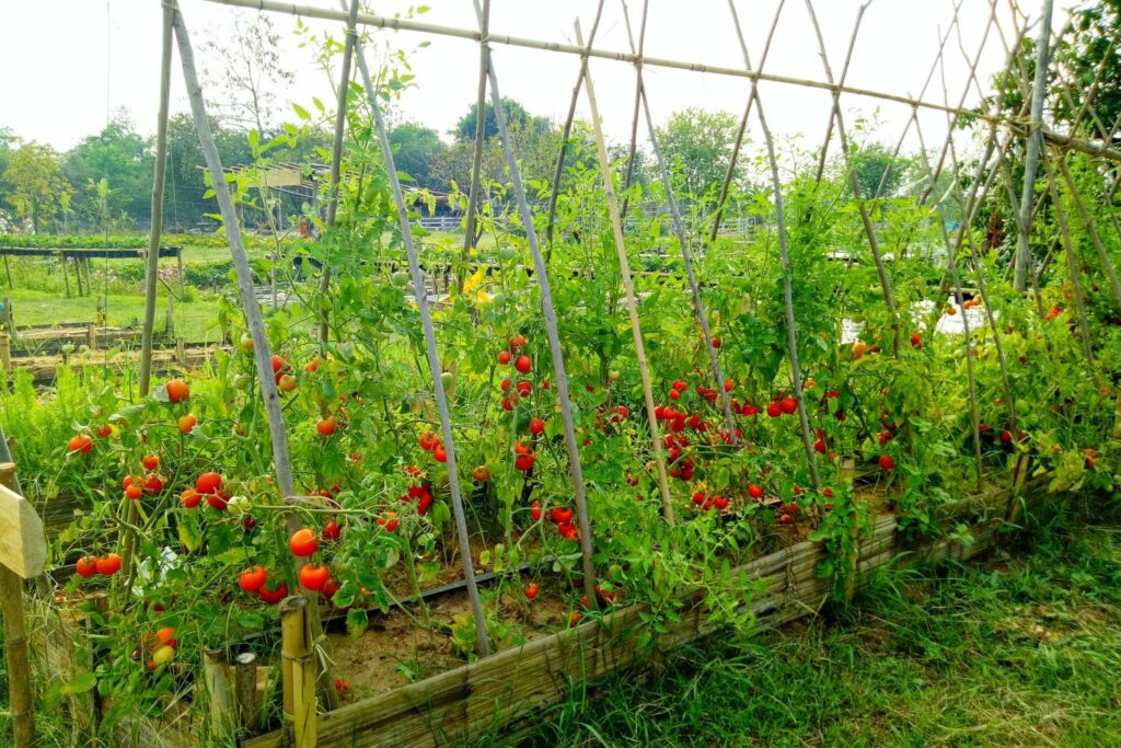Selbstgebaute Rankhilfe für Tomaten