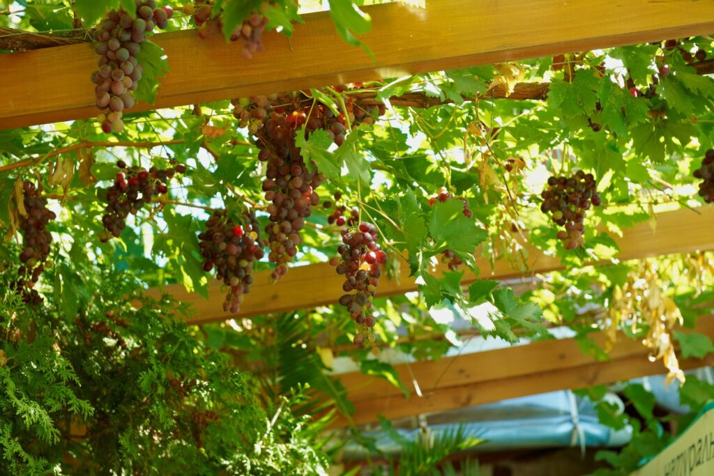 Weinreben-Pergola