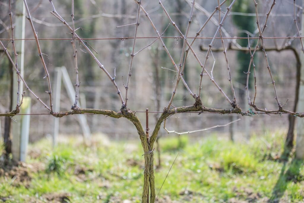 Wein vor Winterschnitt