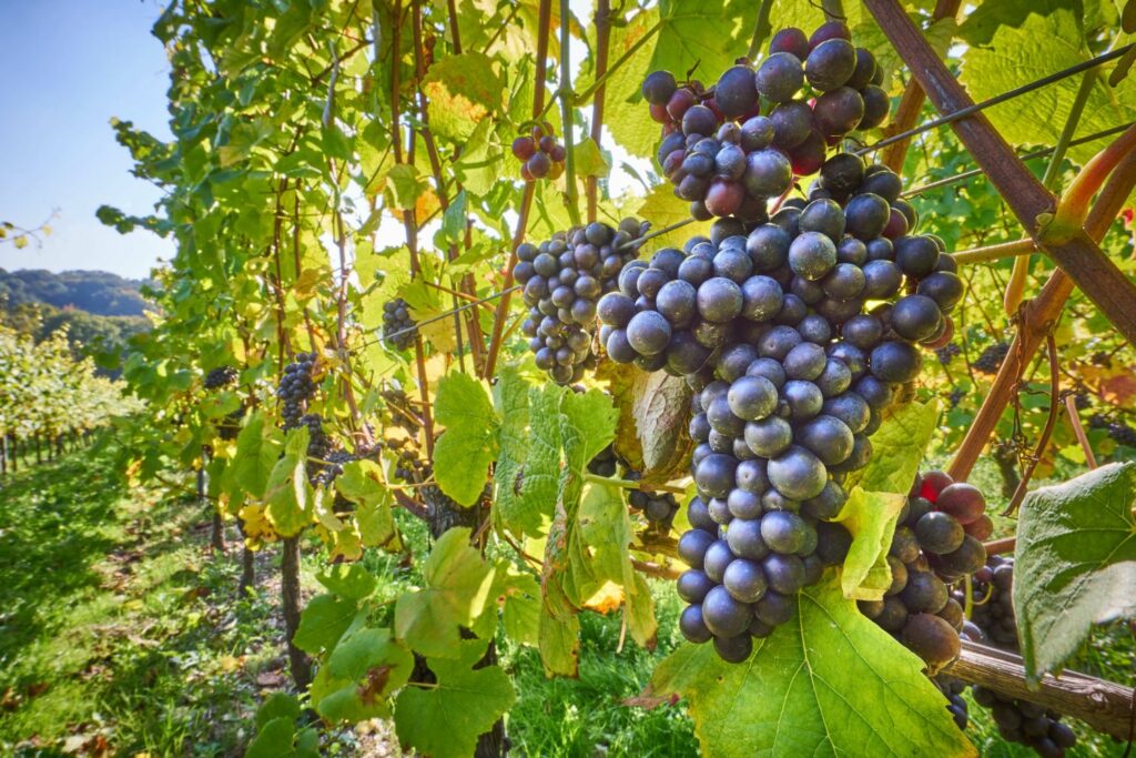 Weinreben im Sommer