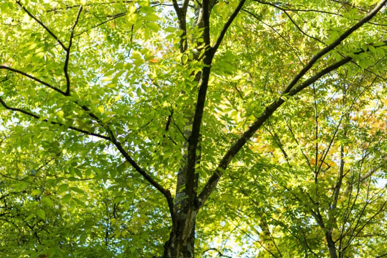 Klimabäume Erklärung & Arten für den Garten Plantura