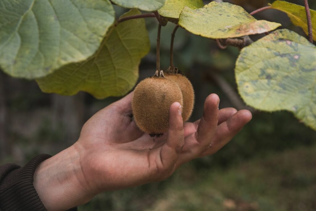 zweihäusige Kiwi
